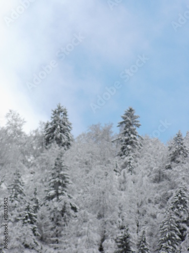 Sapins de neige