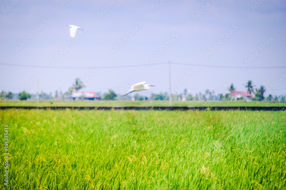 Crane Migratory bird in paddy field Crane Migratory bird in paddy field