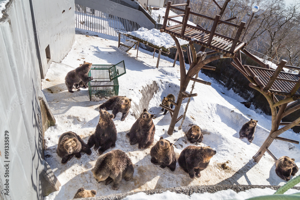 Fototapeta premium Hokkaido brown bear during winter Japan