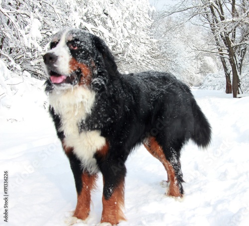 Bernese mountain Dog walking on the forest paths. Bernese mountain Dog on a walk in the Park. Portrait of a Bernese mountain dog. Really Beautiful Bernese Mountain Dog. 