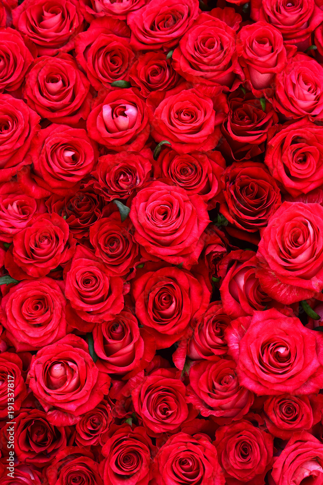 Roses with red petals, spring Roses with red petals, spring