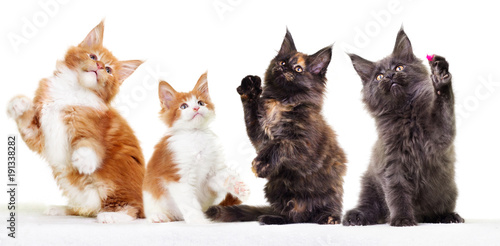 Maine Coon kittens raise their paws up