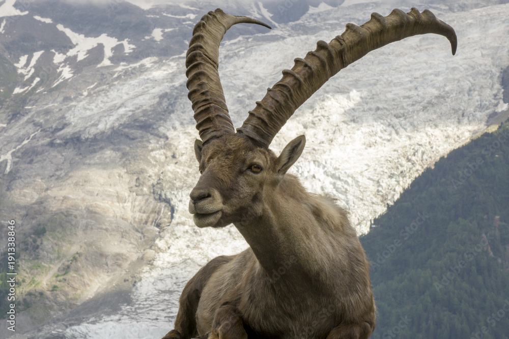 Beautiful Alpine Ibex (Capra Ibex) on the background of the Mont Blanc Massif. The Alps.