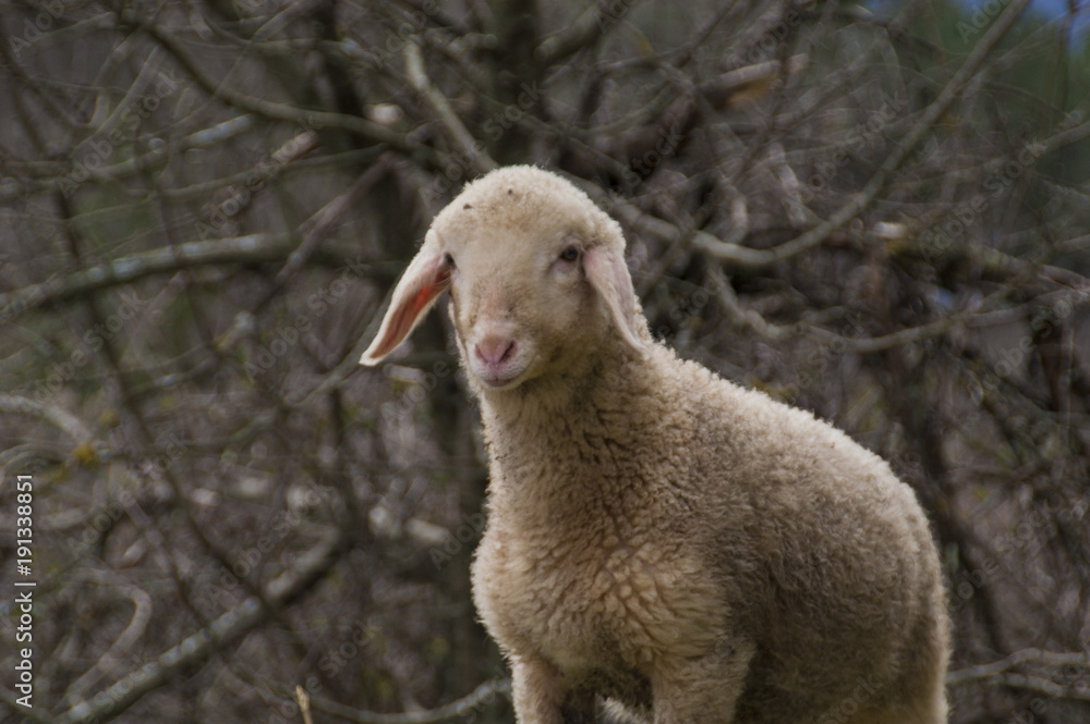 Naklejka premium sheep in the wood (pecore nei boschi)