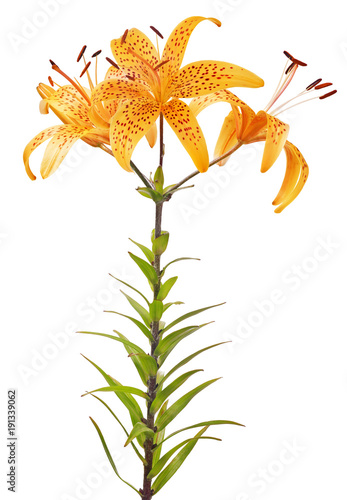 Fototapeta Naklejka Na Ścianę i Meble -  orange tiger isolated lily flower with three blooms