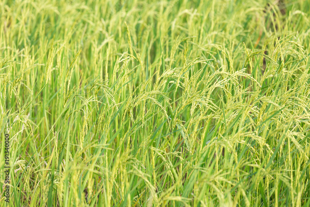 An organic asian golden rice farm during the sun set in the countryside of Thailand. An organic asian golden rice farm during the sun set in the countryside of Thailand.