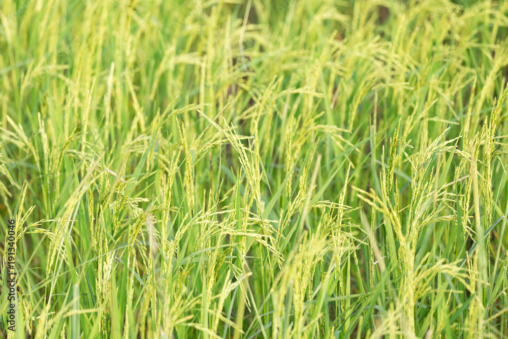 An organic asian golden rice farm during the sun set in the countryside of Thailand. An organic asian golden rice farm during the sun set in the countryside of Thailand.