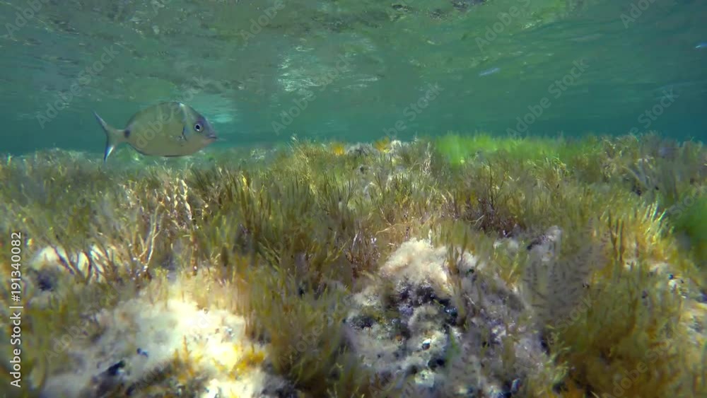 Green grass carpet with Small green fish Ornate wrasse (Thalassoma pavo) - Donzella pavonina in italian - pass by the scene. Video made in the Mediterranean Sea in Sicily, Italy. Green grass carpet with Small green fish Ornate wrasse (Thalassoma pavo) - Donzella pavonina in italian - pass by the scene. Video made in the Mediterranean Sea in Sicily, Italy.