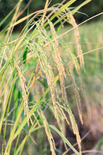 An organic asian golden rice farm during the sun set in the countryside of Thailand.