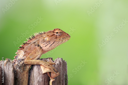 Image of brown chameleon on the stumps on the natural background. Reptile. Animal.
