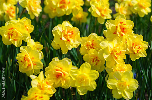 Fototapeta Naklejka Na Ścianę i Meble -  Beautiful double flowerig daffodils in the home garden