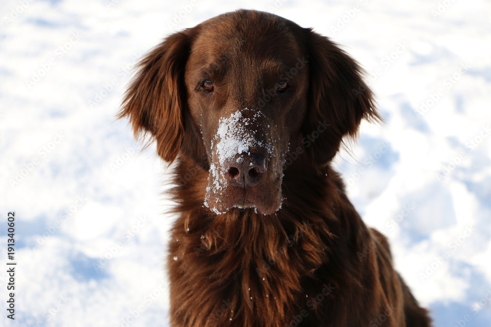 flat coated retriever mit Schnee im Gesicht flat coated retriever mit Schnee im Gesicht