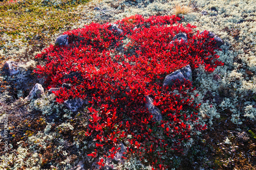plants in the tundra of the Kola Peninsula/ Arctus Alpine, Murmansk region, Russia photo