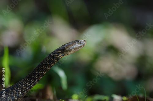 Checkered Keelback snake in forest