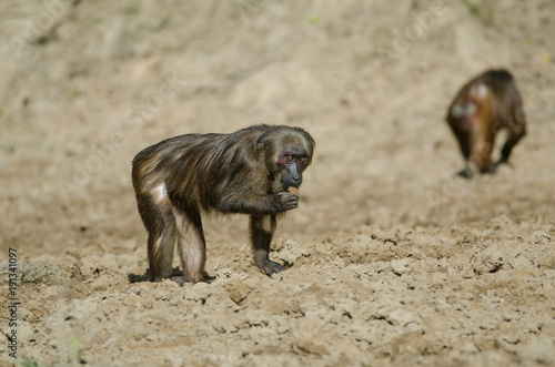 Stump-tailed macaque (Macaca arctoides)