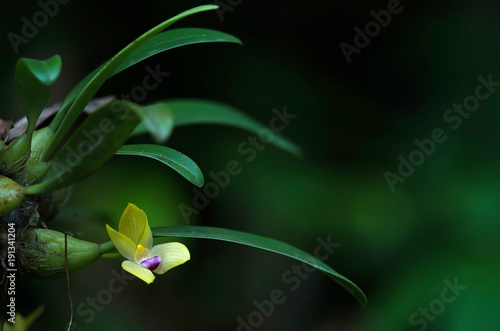Fototapeta Naklejka Na Ścianę i Meble -  Rare species wild orchids Bulbophyllum sillenianum