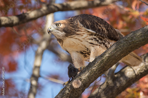 Red Tailed Hark photo