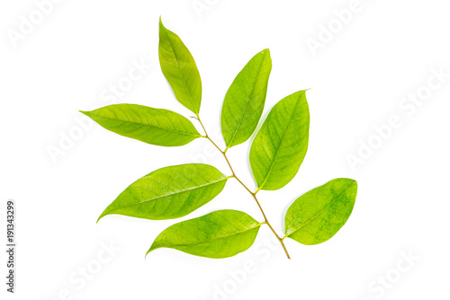 Fresh Green leaves isolated on white background
