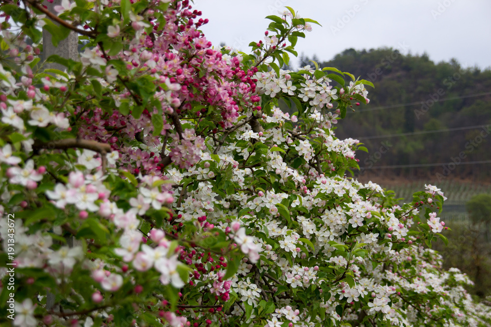Fototapeta premium Apfelblüte in Südtirol