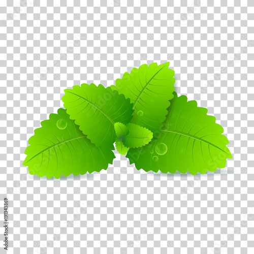 Fresh mint leaf. Vector menthol healthy aroma. Herbal nature plant. Spearmint green leafs. Realistic vector illustration