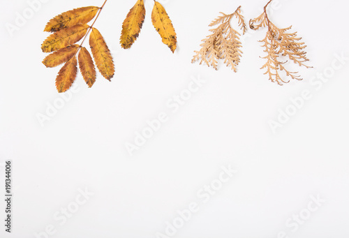 yellow autumn leaves and herbs.flat lay.space for text.mokeup for design.white background