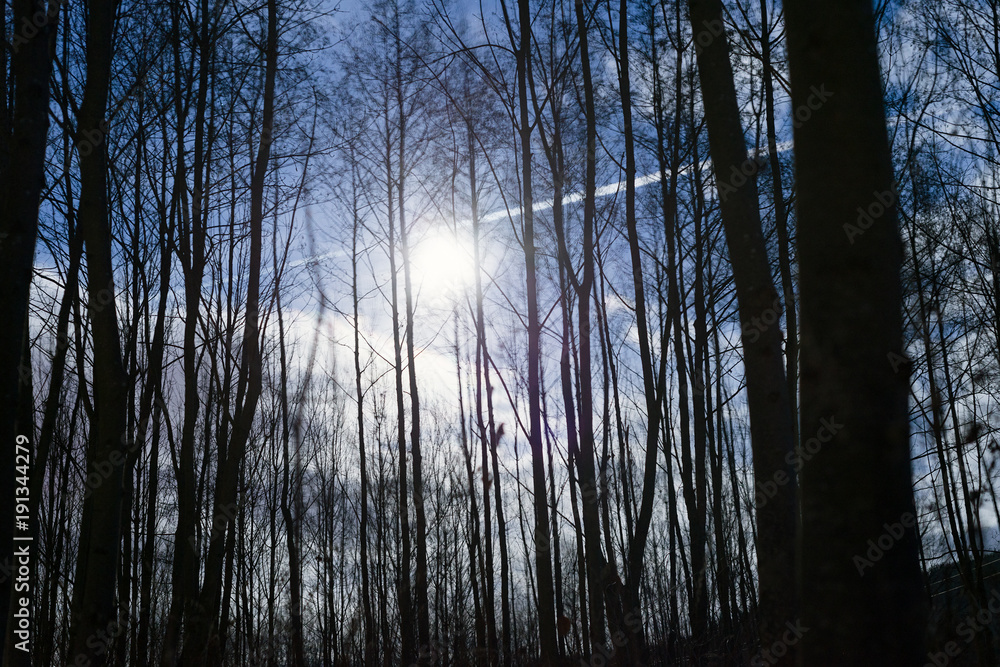 Night forest full moon bushes trees bright fantasy scene horror Night forest full moon bushes trees bright fantasy scene horror