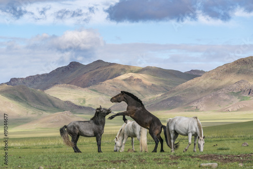 Wild horses playing and grazing and Khangai mountains in the background, Hovsgol province, Mongolia photo