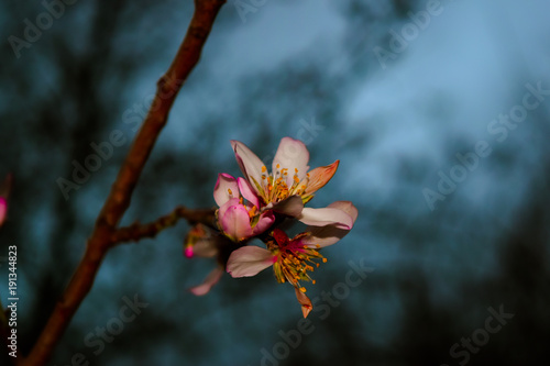 blossom flower