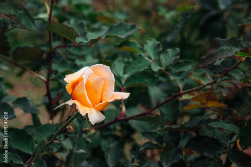 Single yellow red rose with green leaves background, vintage film style image photo