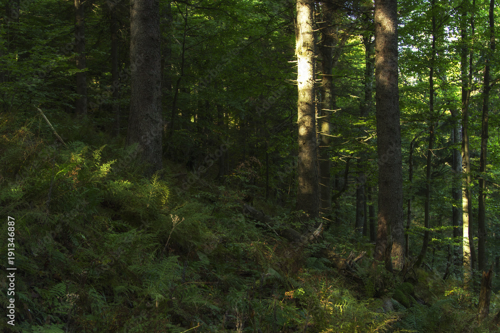 fairy forest of virgin forests in the Carpathian Mountains fairy forest of virgin forests in the Carpathian Mountains
