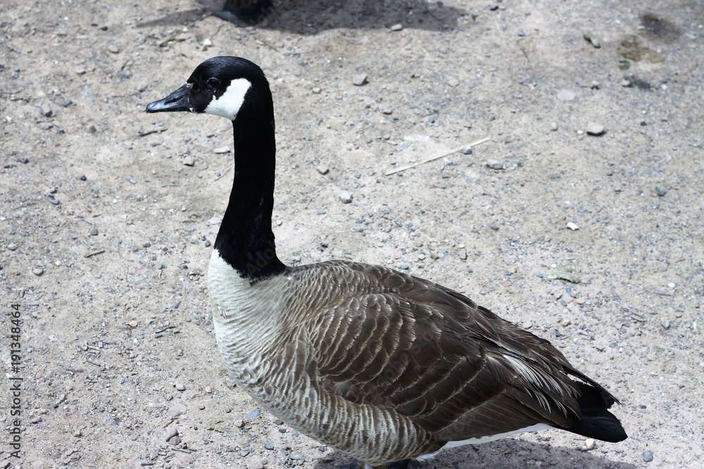 Obraz premium Gansos canadienses