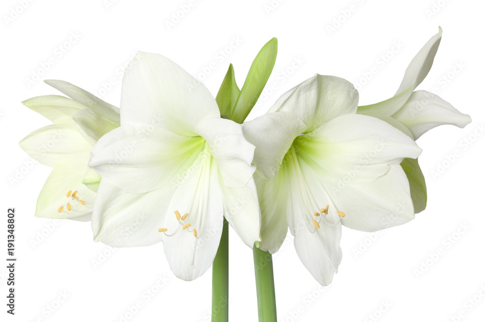 Fototapeta premium Amaryllis Hippeastrum Moonlight, or Luna isolated on white background