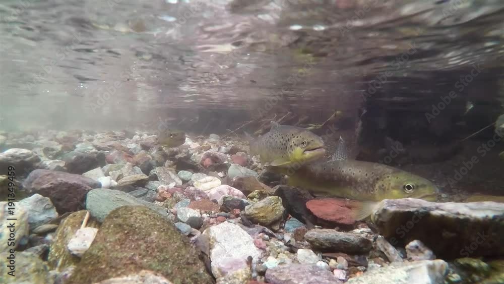 Spawning of brown trout underwater. Underwater footage of a Spawning
