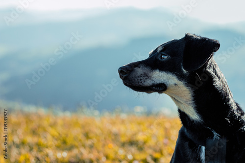 Fototapeta Wandern mit Hund