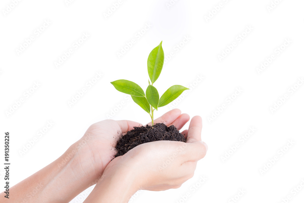 Hands holding seedling on white background,Ecology concept Hands holding seedling on white background,Ecology concept