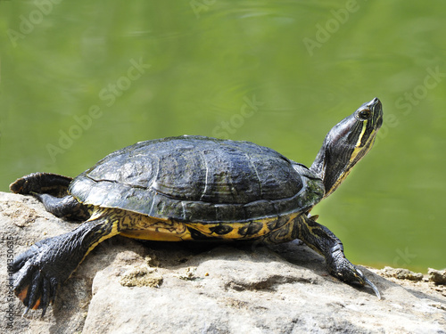 Common Cooter Turtle Sunning Himself on the River Bank