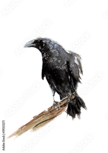 watercolor crows. sketch