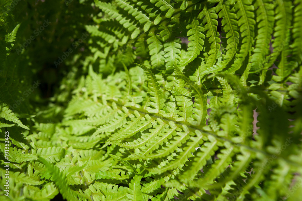 Green background of beautiful fern leaves
