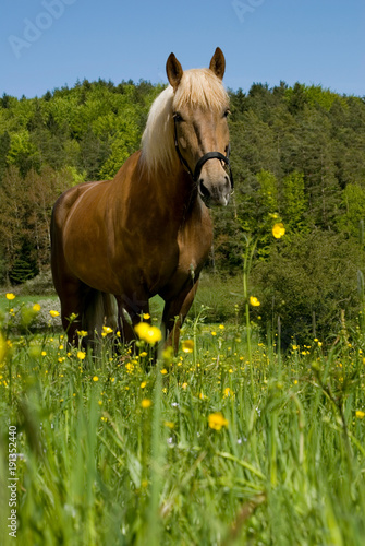 Kaltbl  ter steht frontal in Blumenwiese