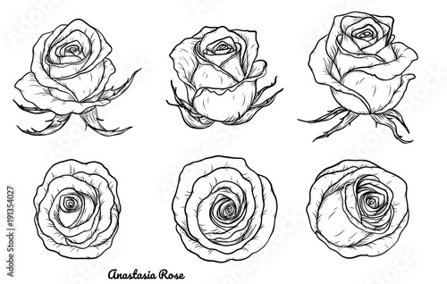 Fototapeta Naklejka Na Ścianę i Meble -  Rose vector set by hand drawing.Beautiful flower on white background.Rose art highly detailed in line art style.Anastasia rose for wallpaper.