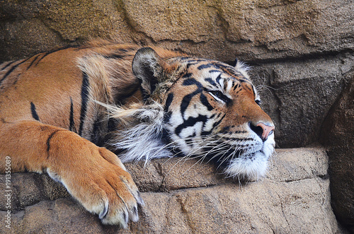 Sumatran Tiger Sleeping