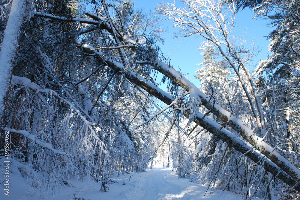 Obraz premium Clear blue skies through fallen trees with snow on them