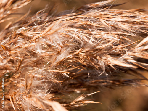 close up of reed grass golden flower heads windy special