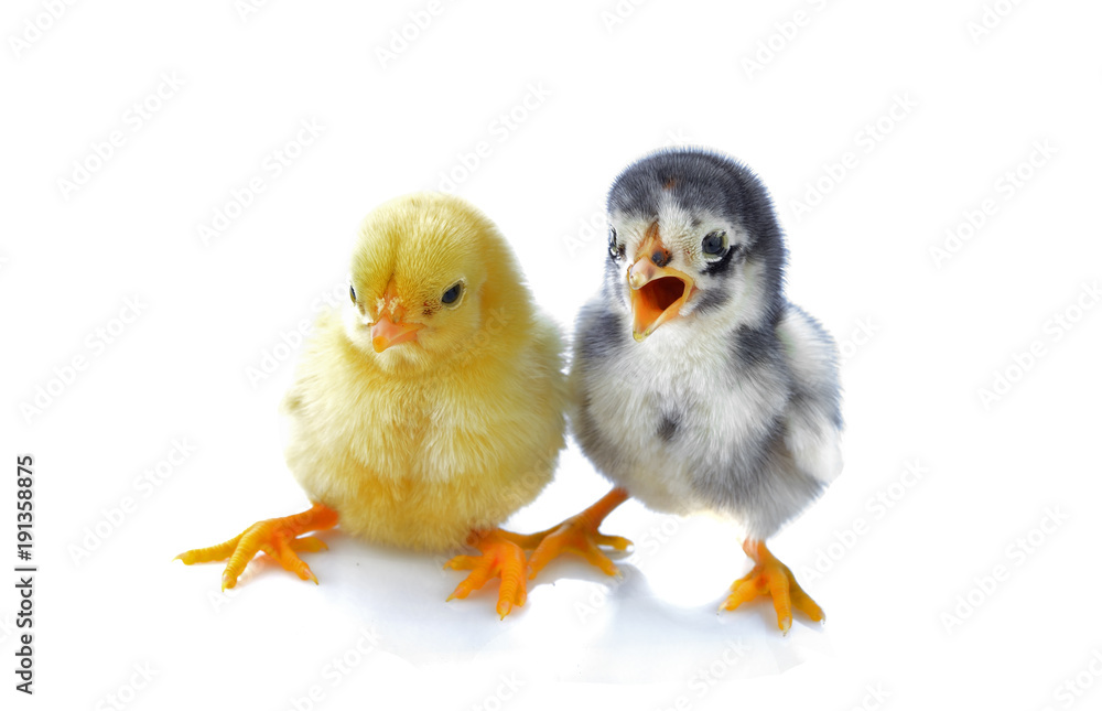 little chickens isolated on white background little chickens isolated on white background