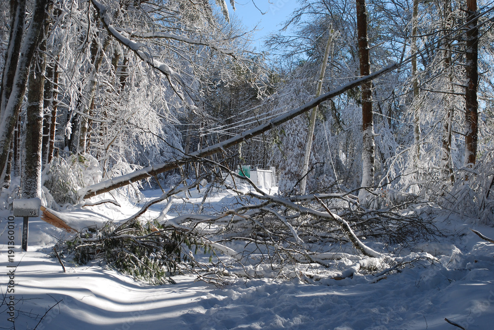 Obraz premium Huge trees that fell during a winter blizzard