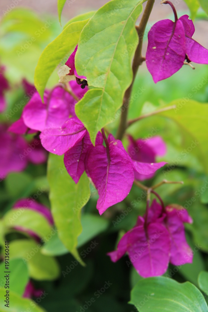 bouganville Roxo bouganville Roxo