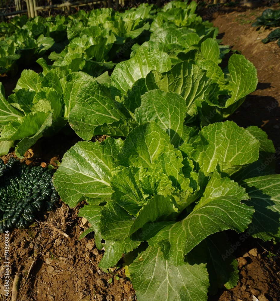 Growing Cabbage and lettuce on a bed on a farmland Growing Cabbage and lettuce on a bed on a farmland