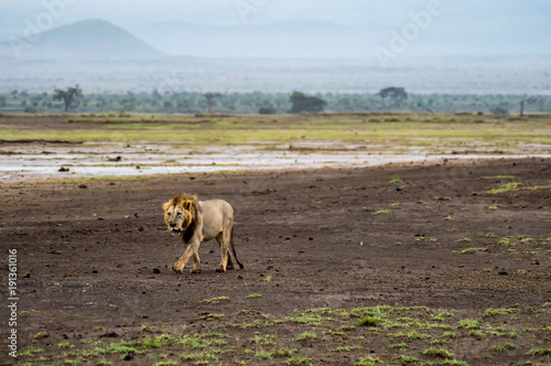Old lion walking in the savannah of Amboseli Park in Kenya
