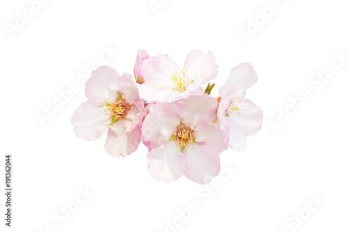 Beautiful almond flowers isolated on white background. Spring pink blossom in different forms. Tender flowers isolated. © winvic