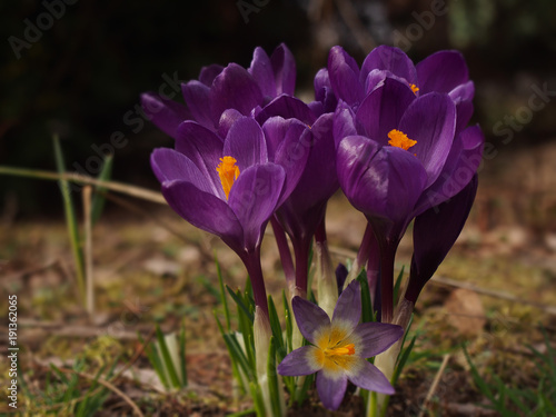 Fototapeta Naklejka Na Ścianę i Meble -  A crocus with purple bark in the home garden.
